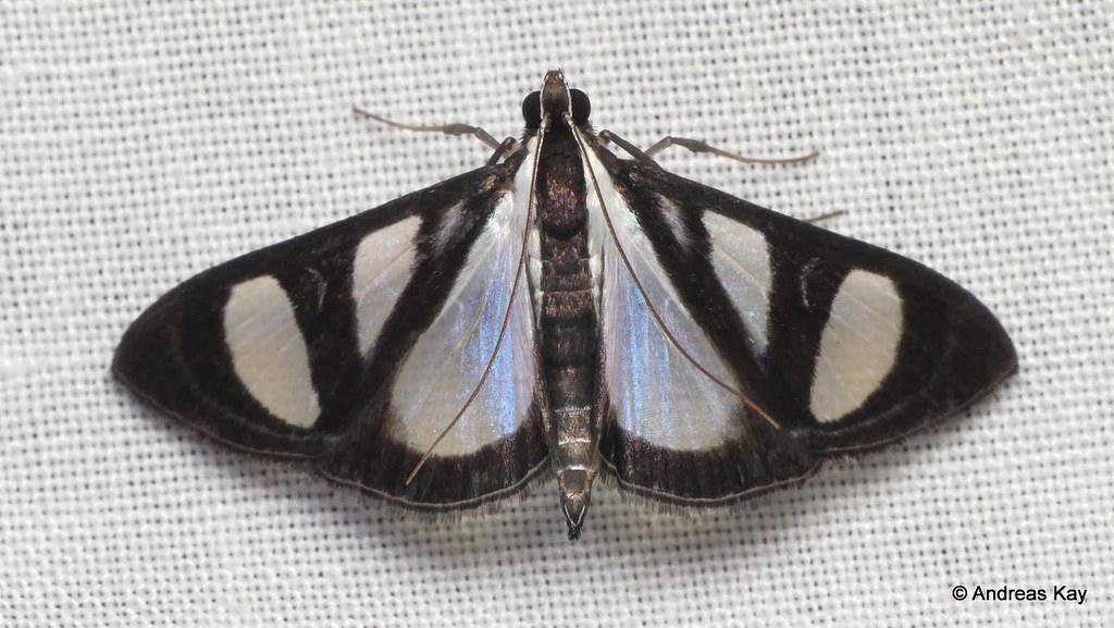 Snout moth, Glyphodes extorris, Crambidae