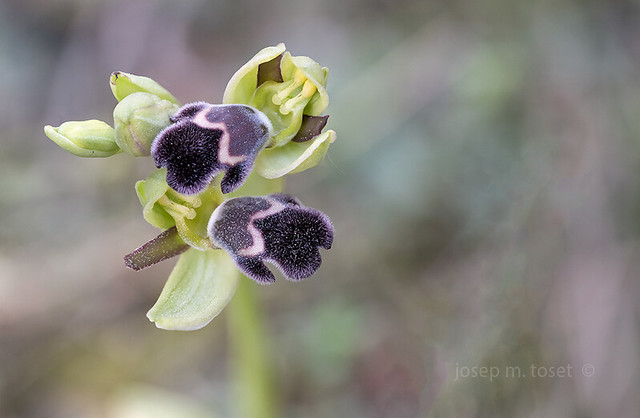 ophrys dyris  2019