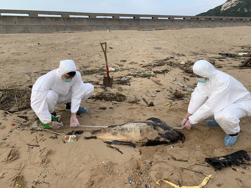 海巡署北竿發現腐爛鯨豚 死亡原因不明