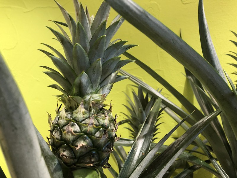 Pineapple