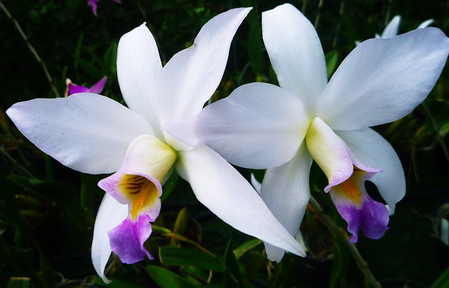 Orquídea...P1090110P
