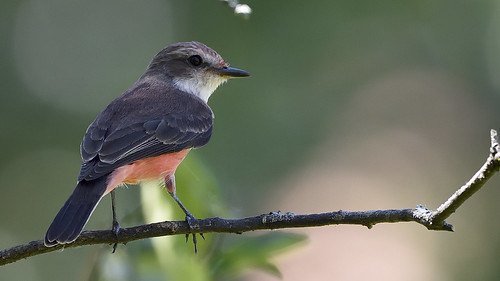 avifauna armenia quindio colombia nature birding titiribí pechirrojo pyrocephalus rubinus nikond5600