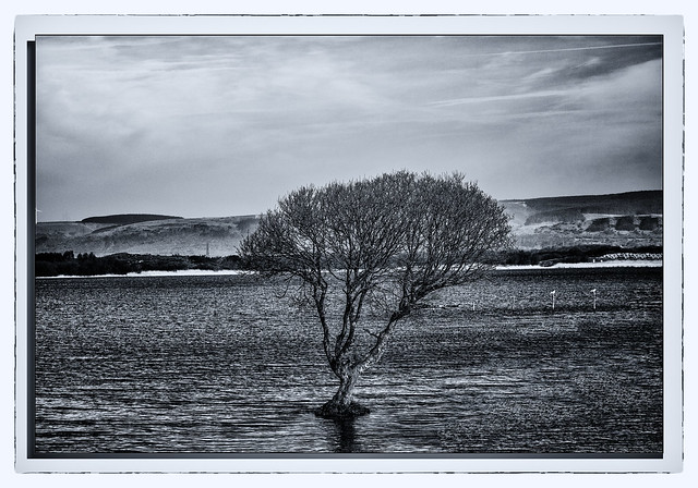Lonely Tree Monochrome