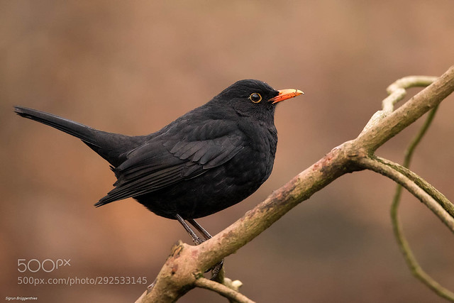 Amsel/Blackbird male