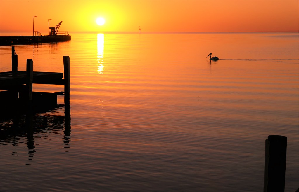 Pelican Dreaming, Lake Alexandrina, Milang, South Australia