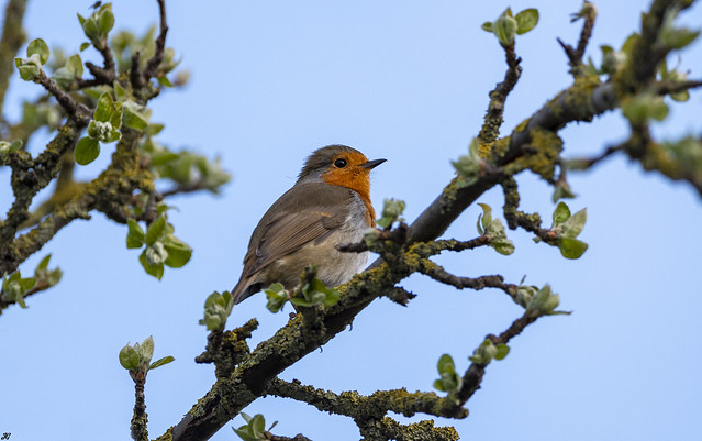 Robin, Attenborough Nature Reserve.