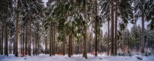 spruces fichten fichte spruce baum tree forest wald upperfranconia oberfranken eger ohre quelle spring hdr panorama landscape nature snow germany