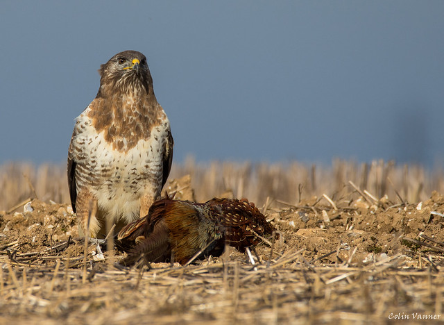 Buzzard and its lunch