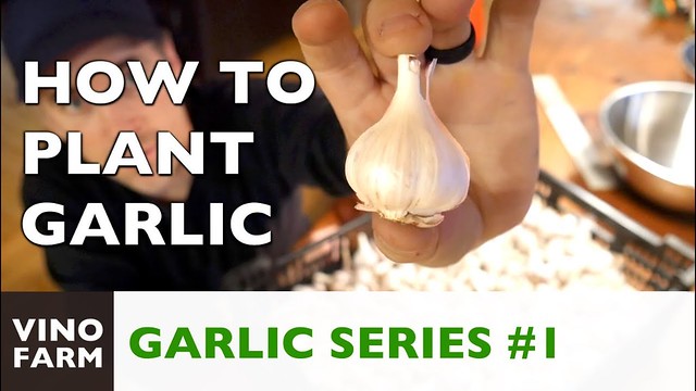Growing Garlic is So Easy! – Part 1