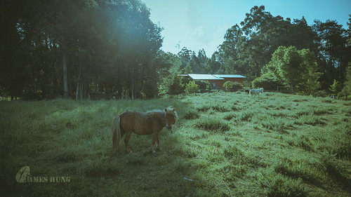 miniponies pony miniaturepony australia 澳大利亞 tasmania 塔斯曼尼亞 sunset valley