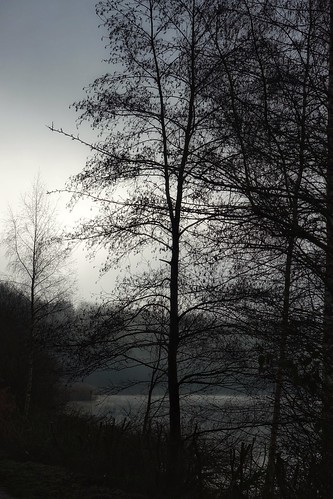 winter trees astburymere congleton water greyskies