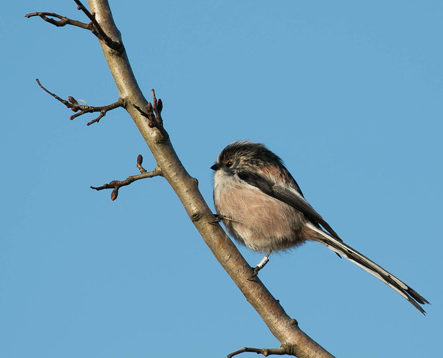 Long Tail Tit in the sunshine
