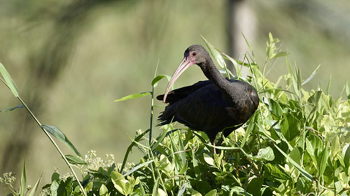 avifauna birding green nature coquito ibis phimosus infuscatus colombia