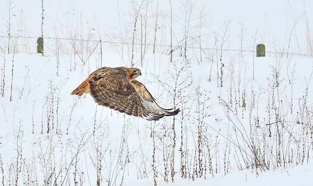 Red-tailed hawk lift off in a snow storm