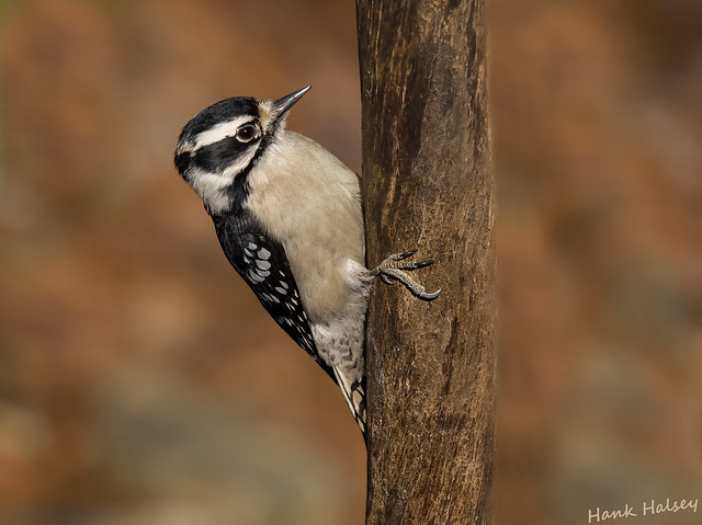 Downy Woodpecker .... female