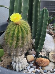 2019-03-02 How green is my cactus?