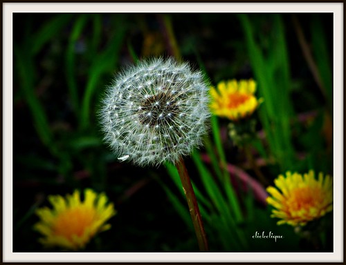 dandylion flower seeds globe yellow white green black spring nature soft inexplore 6000viewsunlimited