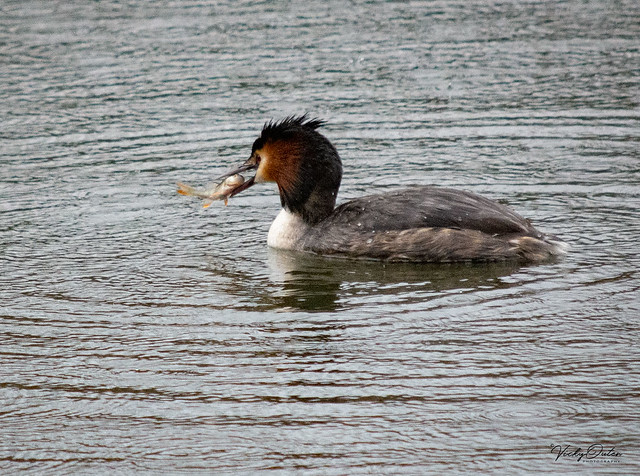 🇬🇧 Great crested grebe with a fish in the rain (Explored 1/4/19)