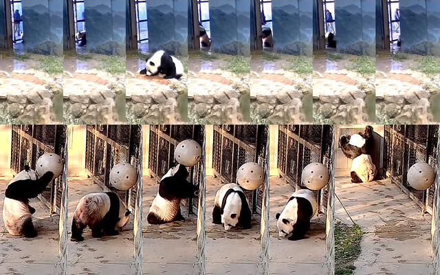 Tian Tian (Watching my keepers put out my treats makes me thirsty. I see that biscuit ball–step lively with my boo so you can open my gate. Yup, chef made the biscuits just how I like them. Hey Mei, you got some good eats too?) 2019-03-24 at 7.30.46–.39AM