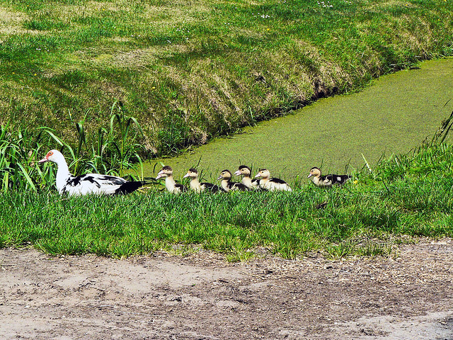 Muscovy duck with ducklings (1000784)
