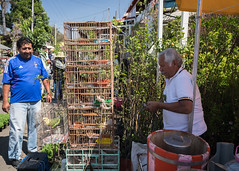 Bird Vendor in Xochimilco