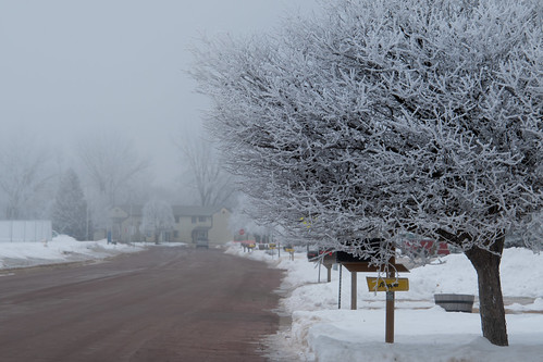 sixwordstory frost winter tree street windommn fog haze