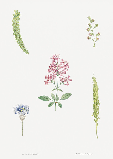 Various flowers in bloom