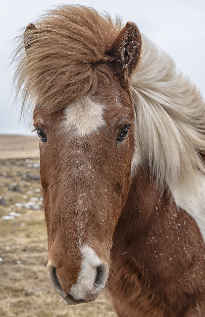 Equine portrait