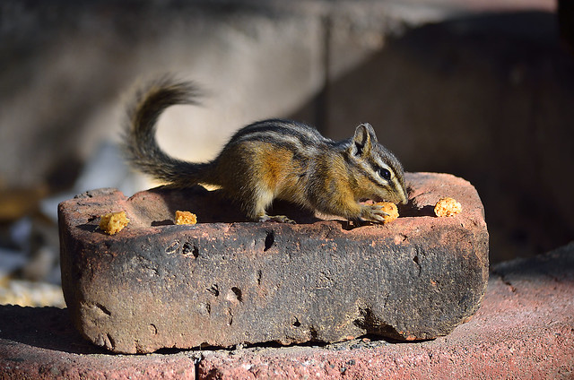 Chipmunk (Tamias) from the native 'Odawa' meaning 'red squirrel')  -  (Selected by SHUTTERSTOCK)
