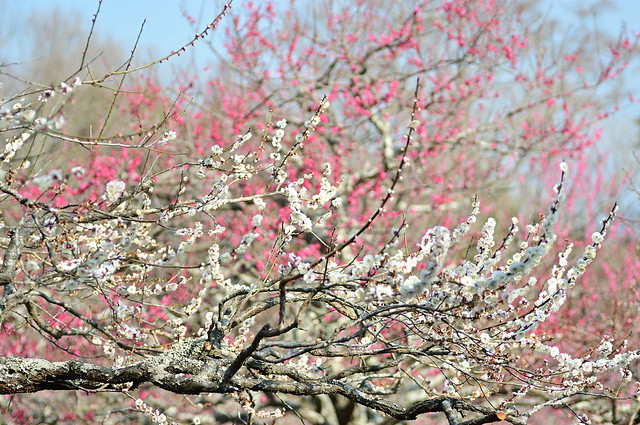 Ume Blossom Iwamoto Mountain Park
