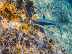 DCL March 2019 Tortola Underwater-93.jpg