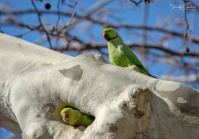 🇪🇸 Rose-ringed parakeets