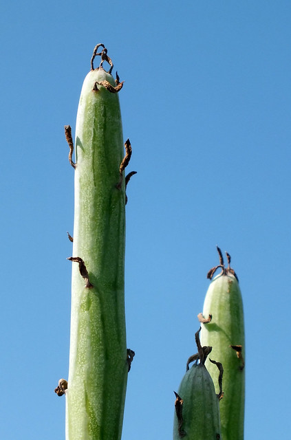 Swizzle sticks (Kleinia anteuphorbium)