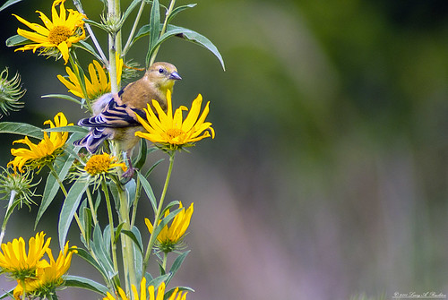 bird flower yellow georgewashingtoncarvernationalmonument summer prairie goldfinch sunflower green bokeh