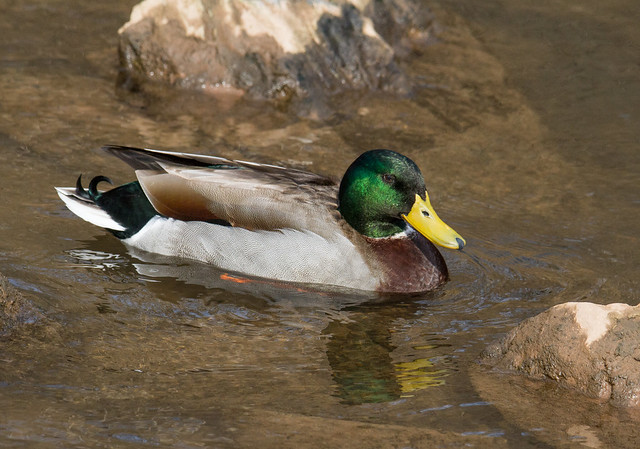 Adult m. Mallard duck - Cocalico Creek - 03.30.19