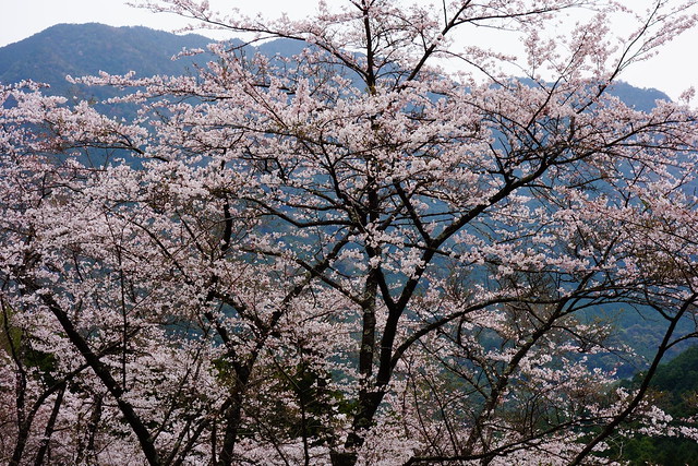 Cherry Blossoms - Nachi Taisha - Kumano Kodō - Shingū, Wakayama, Japan