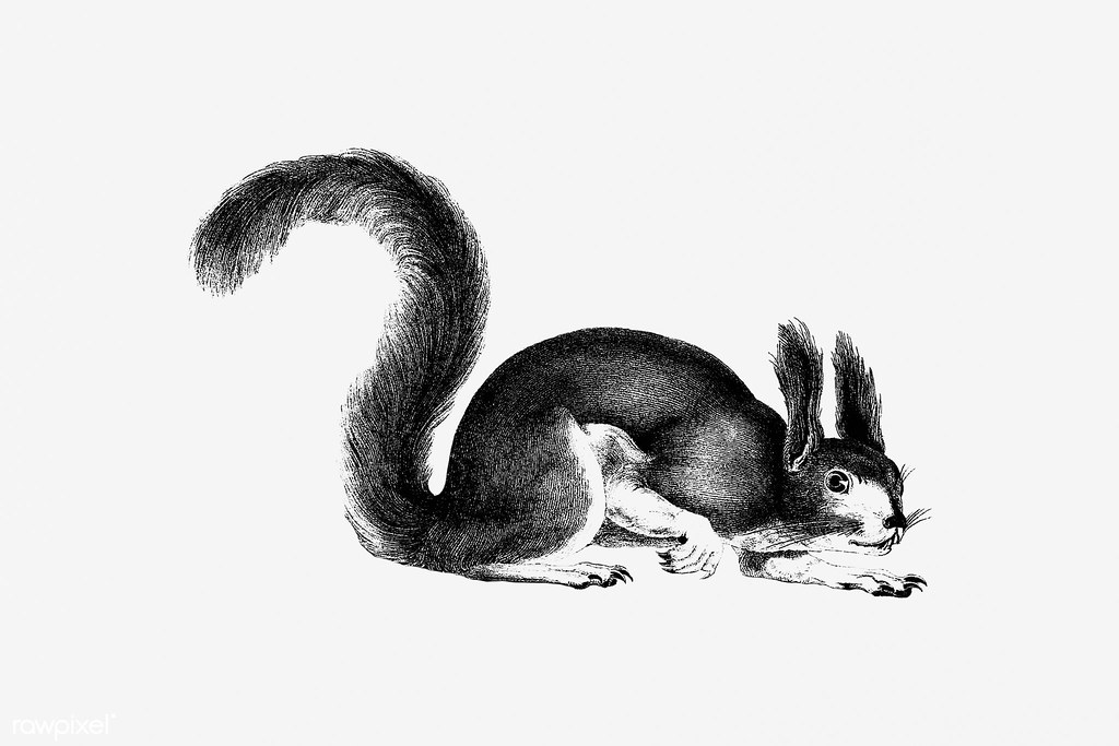 Squirrel shade drawing