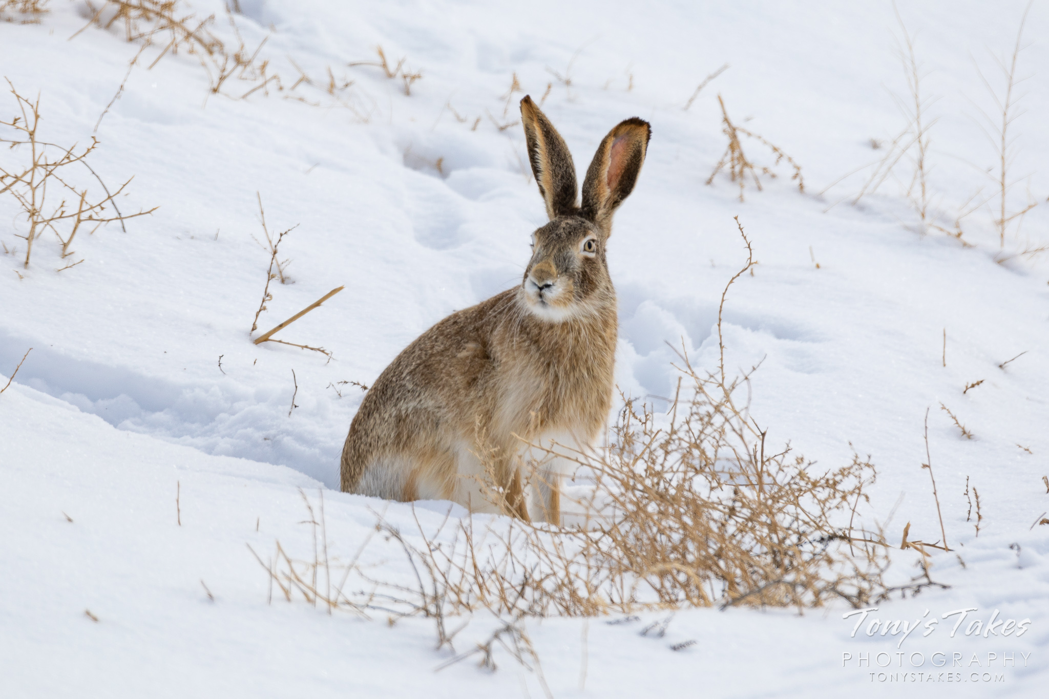 Jill and Jack rabbit hang out on a cold winter’s day