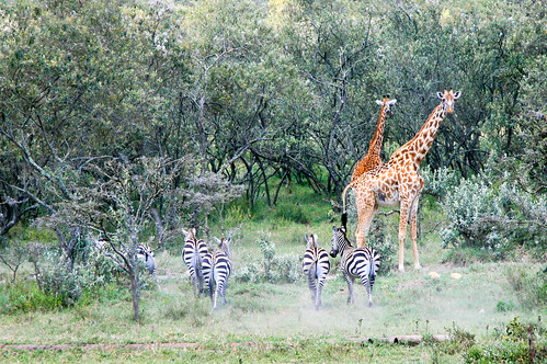 giraffe hellsgatenationalpark kenya mammal nationalpark zebra nakuru bondelaufa kenia ke