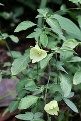 Dalechampia capensis (Euphorbiaceae)
