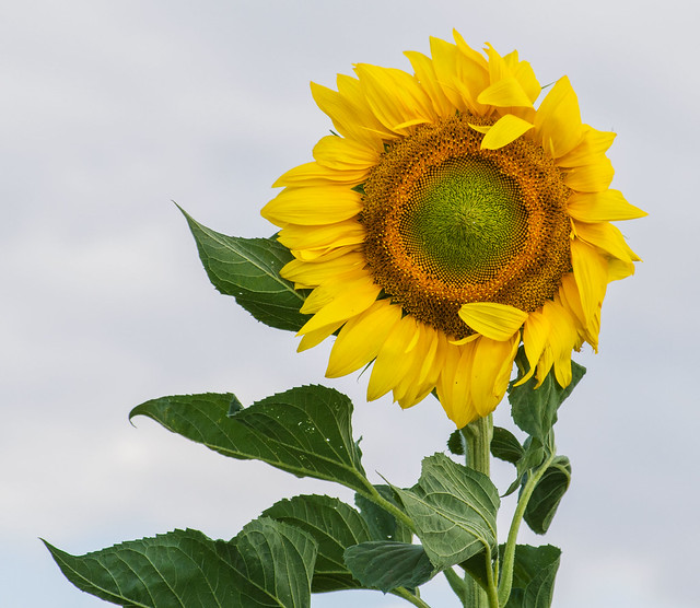 Girasoles… la elegancia buscando el sol. Sunflowers ... elegance looking for the sun.