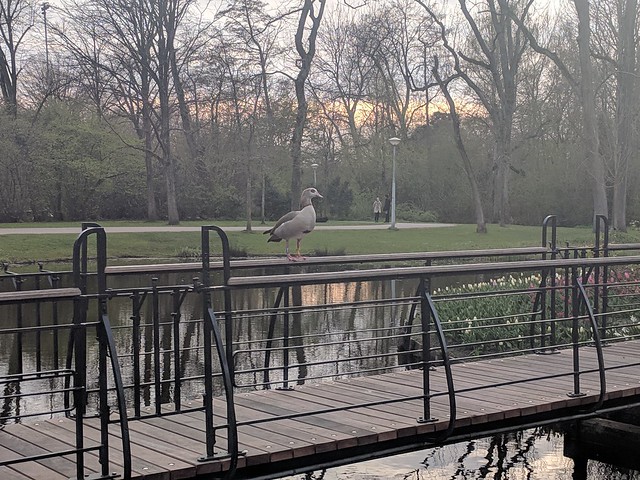 Egyptian goose in Vondelpark
