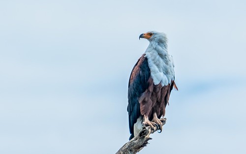africanfisheagle birds eagles lakemburo places raptors uganda