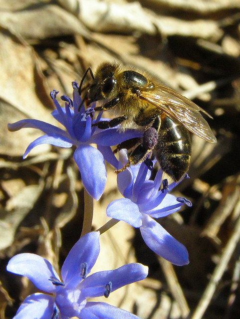 Bee on alpine squill