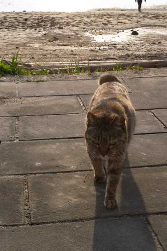 cat feline animal wildlife prowl sunset shadow sasebo japan nikon d3300