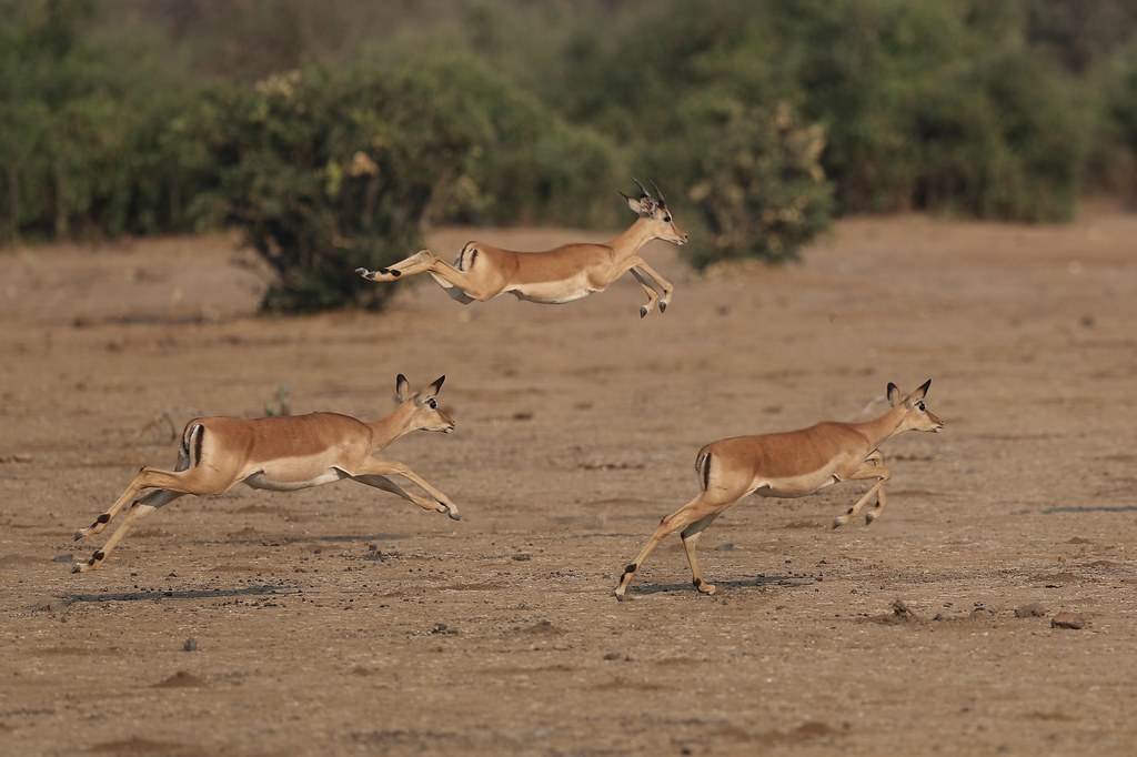 Leaping Impalas.