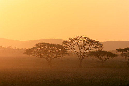 nationalpark serengeti serengetinationalpark sunset mara tanzania tz
