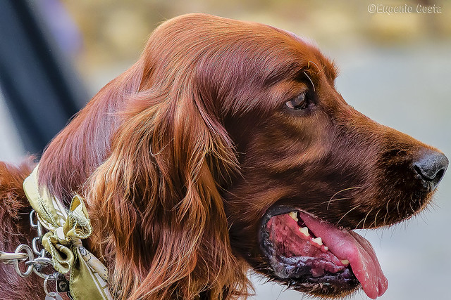 Otter, il Setter (2)  /   Otter, the Setter (2) - === foto © Eugenio Costa - Tutti i diritti riservati ===