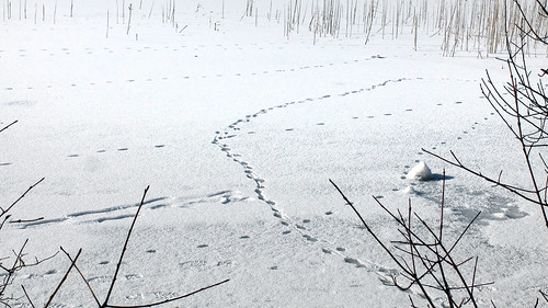 badreichenhall thumsee lake frozen snow traces