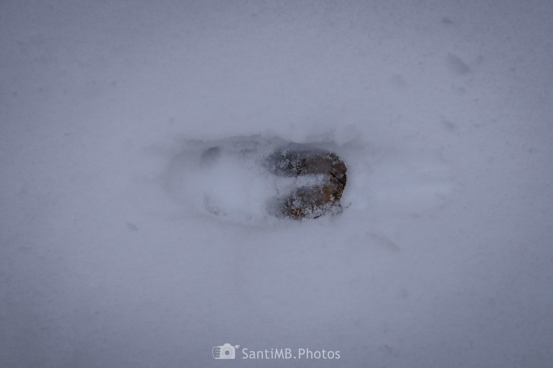 Huella de jabalí o de ciervo en la nieve en el Valle de Molières